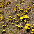 信州の山里に一足早い春の訪れ福寿草開花