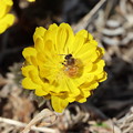 八重咲きの福寿草に蜂