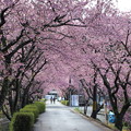 写真: 河津の桜並木の桜のトンネル