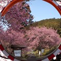 写真: カーブミラーにも映し出す河津桜
