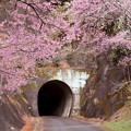写真: 内金トンネルの手前の「河津の桜並木」