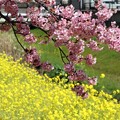 八幡桜の下に菜の花