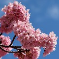 八幡桜
