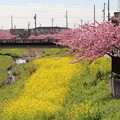 八幡桜並木と菜の花