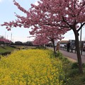 菜の花と八幡桜