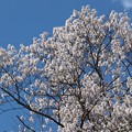 写真: 満開の今水桜