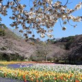 写真: チューリップガーデンと桜並木