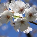 サクラ「三島桜」
