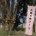 五根の株立ち一本桜「大龍不動桜」