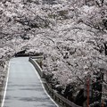 坂戸橋の桜トンネル
