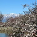 松本城外堀の桜と北アルプス