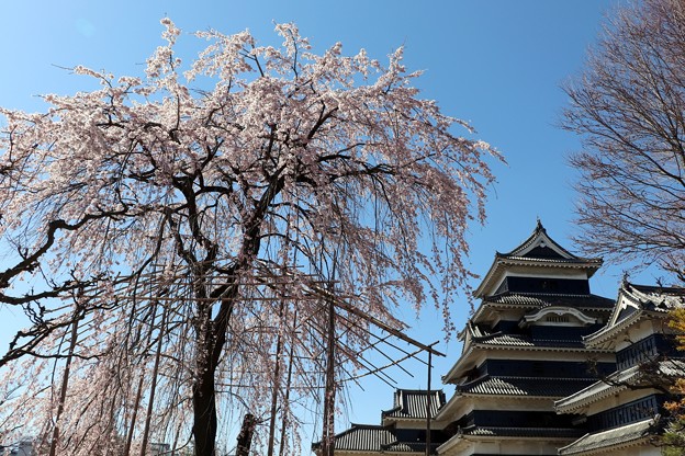写真: 駒つなぎの桜と松本城