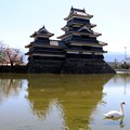 国宝・松本城と白鳥