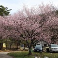 オートキャンプ場の大島桜