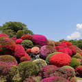 色とりどりのツツジが咲き乱れる中部日本一のつつじの名所