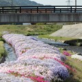 農具川に架かる下花見橋と芝桜