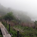 濃霧の散策木道