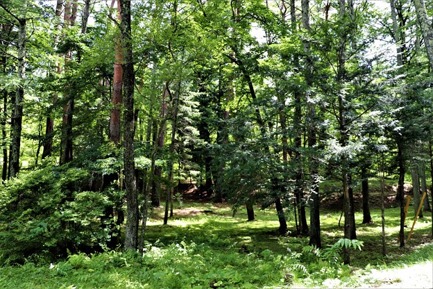 別荘の広い林