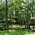 別荘の広い林