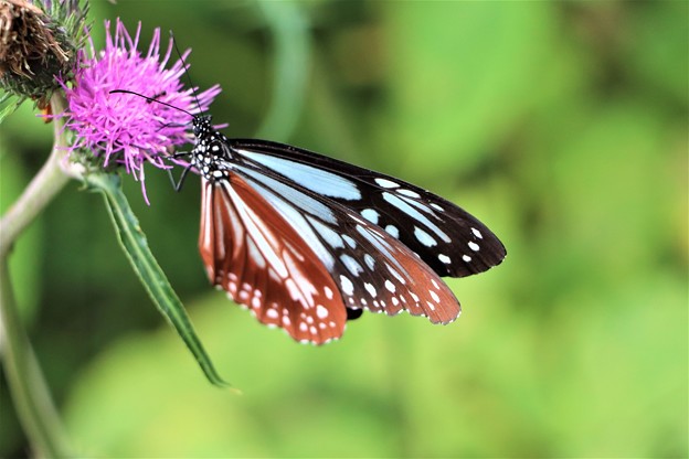 ノハラアザミにアサギマダラ蝶