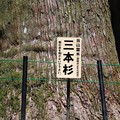 当山霊木「三本杉」樹齢およそ７００年
