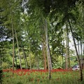 竹林に咲き誇る彼岸花