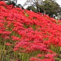 写真: 佐奈川堤の彼岸花
