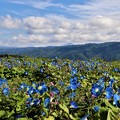 天空を思わせる、美しい青色の朝顔の花畑