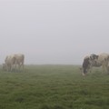 写真: 濃霧の蓼科第二牧場