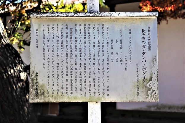 写真: 茅野市指定天然記念・長円寺のセンダンバノボダイジュ解説板