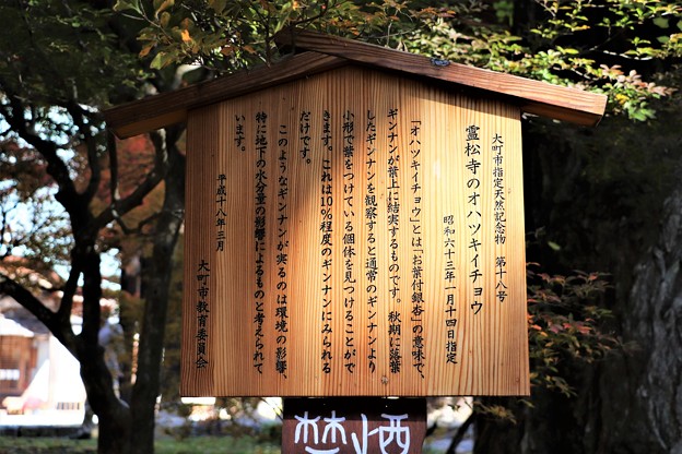 写真: 霊松寺のオハツキイチョウ解説板