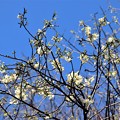 咲き始めた　ヒマラヤ桜