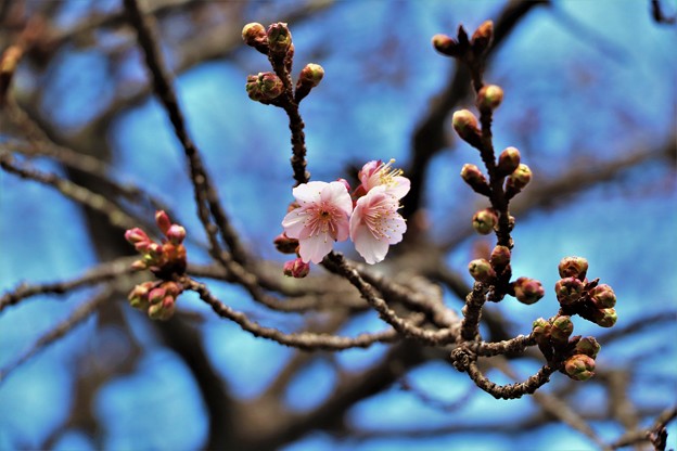 写真: 寒桜