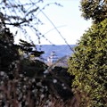 梅園から覗く掛川城
