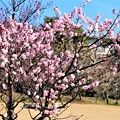 梅花「桜狩」