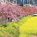 写真: 八幡桜(河津桜)並木と菜の花