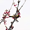 メジロが桜の蜜を求めて