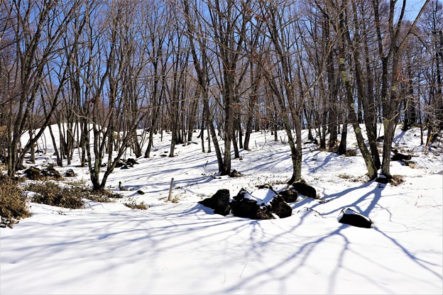 写真: 積雪の林