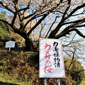 写真: 力寿姫物語「力寿の桜」