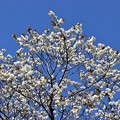 写真: 山桜