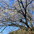 樹齢２５０年の山桜