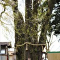 写真: 五根の株立ちの一本桜