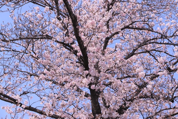 写真: 桜・ソメイヨシノ