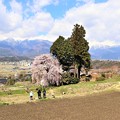 写真: 中央アルプスと共に南吉瀬のしだれ桜