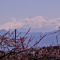 花桃棚田と薄っすらと富士山