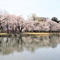 湖面にも桜並木