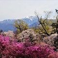 南アルプスとツツジと桜