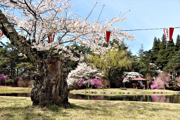 写真: 古木にも桜開花