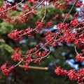 写真: ハナノキ紅色の花