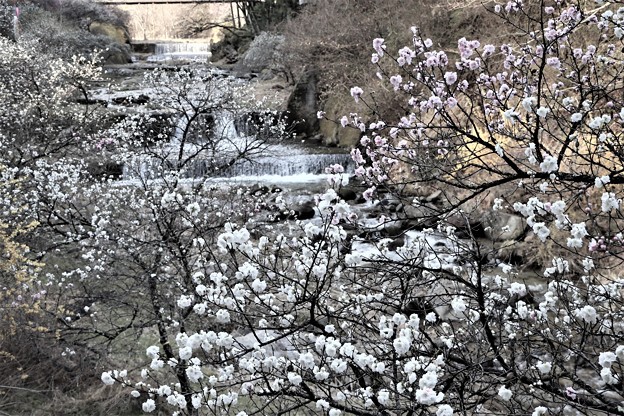 百々目木川沿いに咲く花桃